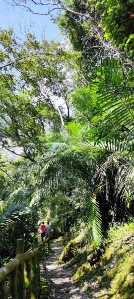 花蓮瑞穗．富源國家森林遊樂區景觀步道202602203013156