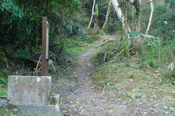 苗栗 泰安 上島山3023041