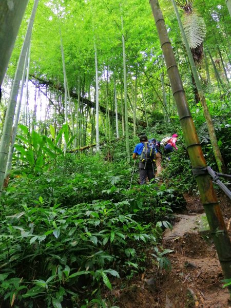 南投鹿谷~山野叢林不斷的陡上陡下~鳳凰山1098068