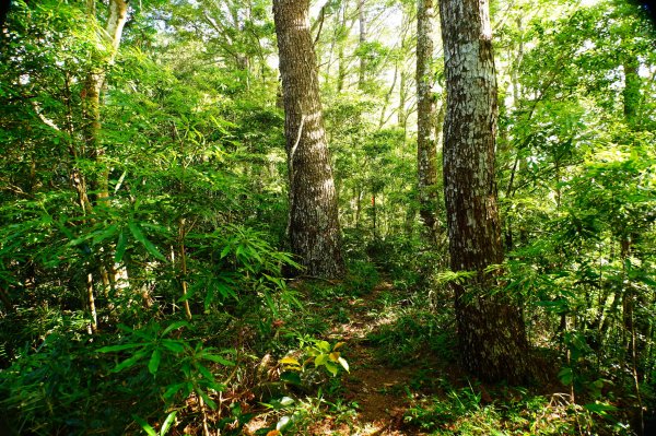 新竹 尖石 那羅山、煤源山3068658