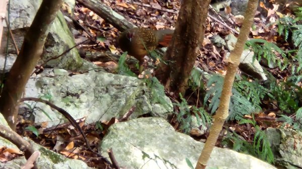 【中級山】谷關七雄波津加山2742327