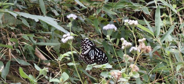 2025/07/06_金牌縱走(觀音洞出發小O型)2829125