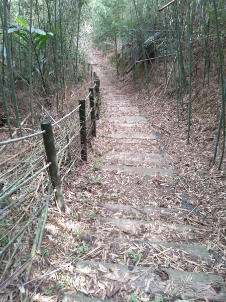 山塘背登山步道-竹林秘境1606223