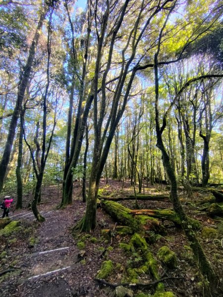 稍來小雪山國家步道、船型山、鞍馬山、鞍馬山東北峰、天池、雪山神木2799826