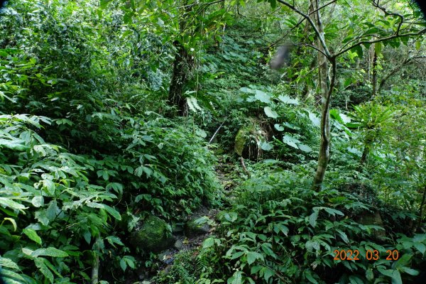 桃園 復興 那結山(那是山)1649191