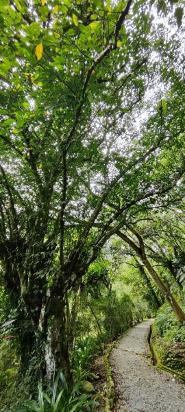 花蓮瑞穗．富源國家森林遊樂區景觀步道202602203013168