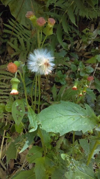 【臺北親山拓印趣】天母山天母古道白雲瀑布918683