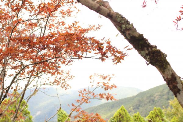 太平山檜木原始林步道183095