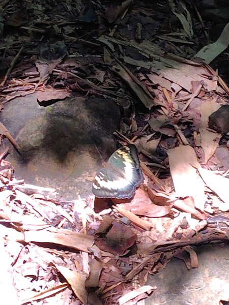 西阿里關山2823119