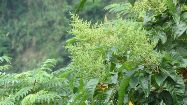 《南投》峰峰相連｜草屯九九峰森林步道O型202509062879310