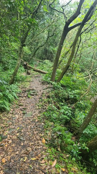 2025-01232淡蘭古道北二段(燦光寮古道到澳底)2696565