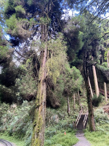 阿里山水山療癒步道3064222