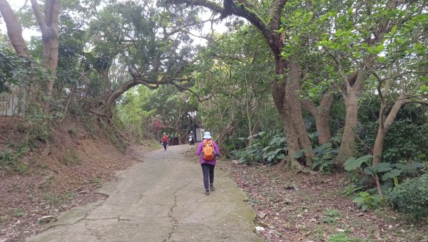 (姨婆趴趴走)第五十集:新北樹林大同山、青龍嶺、大棟山諸峰連走2751522