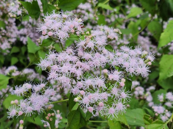 苗栗三灣｜龍峎頂步道2973699