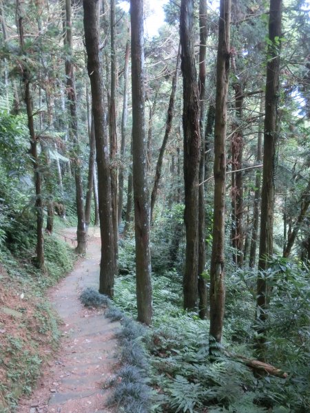 仙山．蓬萊溪護魚步道452550