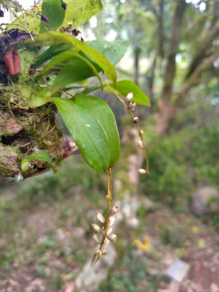 白藍狐貍出狐貍尾/狐貍縱走2796272