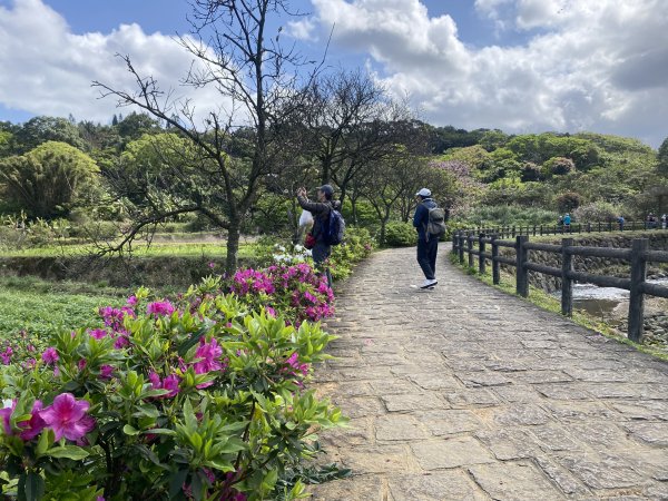 🚗從淡金公路出發｜三生步道櫻花與田園風光・春日療癒散步3018739