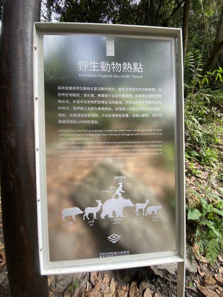 《雪山坑登山步道｜巨人之手森林秘境 Xueshankeng Hiking Trail & Giant2971097