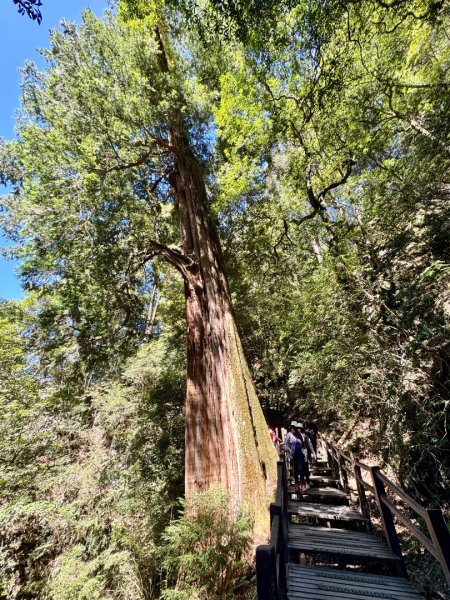 漫遊大雪山森林 訪尋雪山大小神木 快閃天池2922774