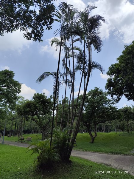 大安森林公園、大港墘公園【走路趣尋寶】【臺北健走趣】2584921