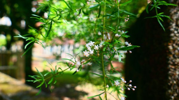 茄苳瀑布3050166