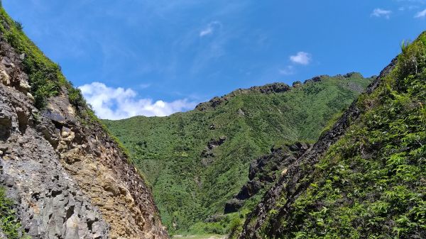 燦光寮山、黃金三稜141633