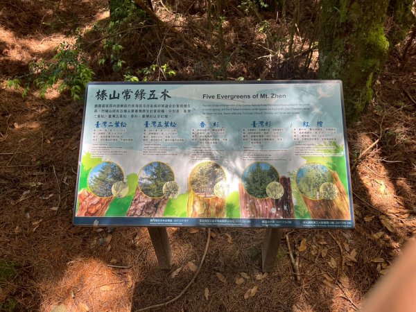 新竹 五峰 觀霧國家森林遊樂區 大鹿林道西線 榛山步道2811385