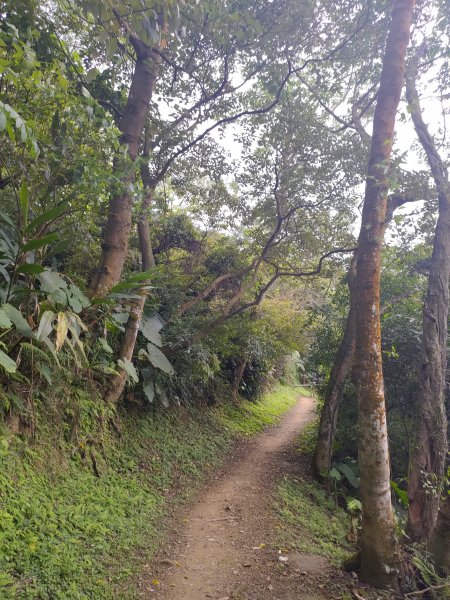 西鶯-鶯歌蛋-福源-望湖山O型887348