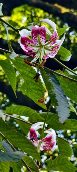 雲山水花鳥蝶-天龍國阿伯的日常 #艷紅鹿子百合 #大鳳蝶 #玉帶鳳蝶2863947