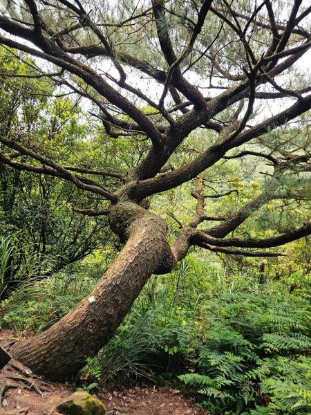 2026年臺北大縱走第三段：小油坑至風櫃口3037882