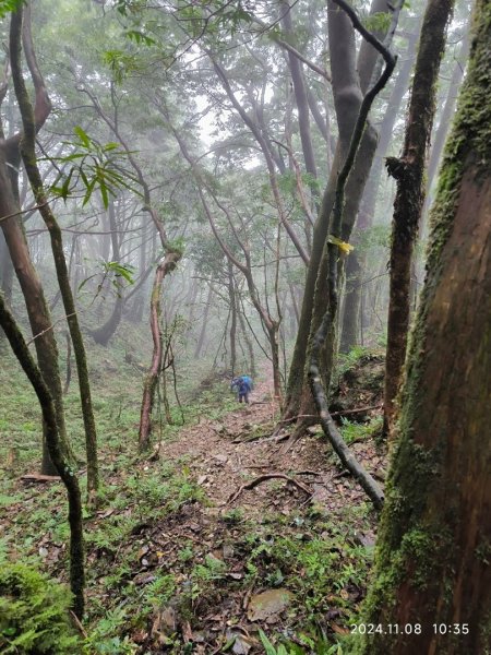 北插天山、山毛櫸、塔開神木2644590