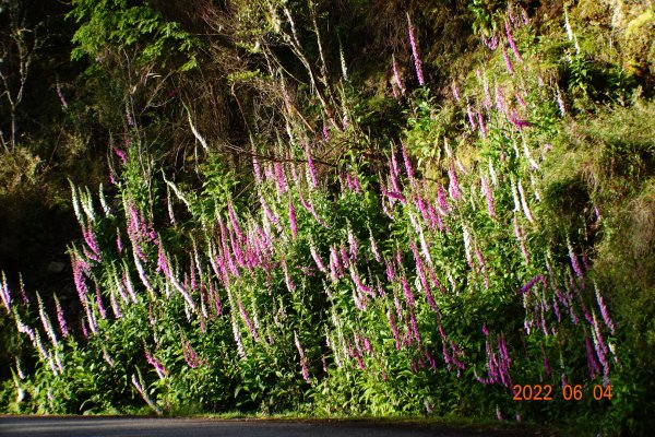 嘉義 阿里山 玉山前峰1731096