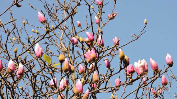 追花是簡單的快樂，賞花是恬淡的幸福 2810318