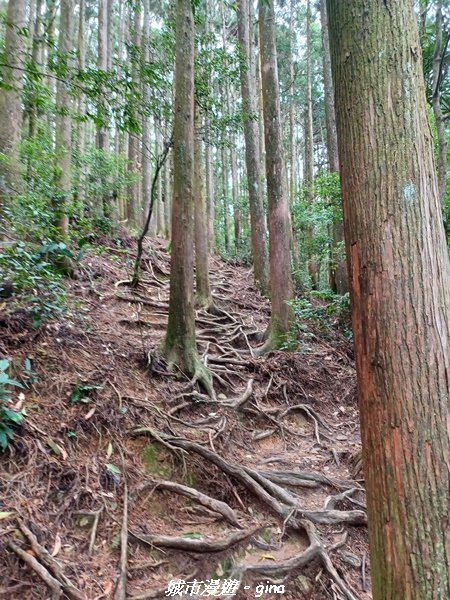 【台中和平】柳杉孟宗竹香杉步道林相豐富。 長壽山(肥崠山)山徑2880638