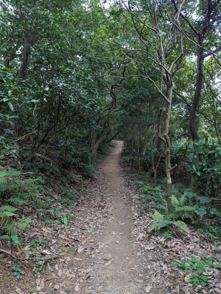 2024-01-28 福州山公園2793299