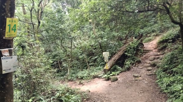 楊梅區龜山頭山-福人步道-莊迷湖-保甲路古道-東森山林森林步道-福人步道3074672