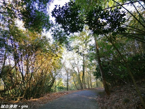 台中~漸層落羽松繽紛山行路~挑物古道 1246862