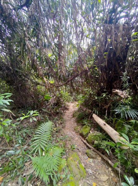 關西赤科山-赤科山南峰-東獅頭山O形1621502