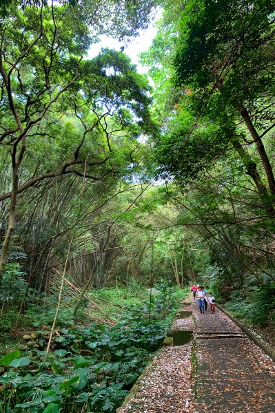 新竹湖口｜仁和．金獅步道｜山頂上的茶園．光影下的油桐花1691998