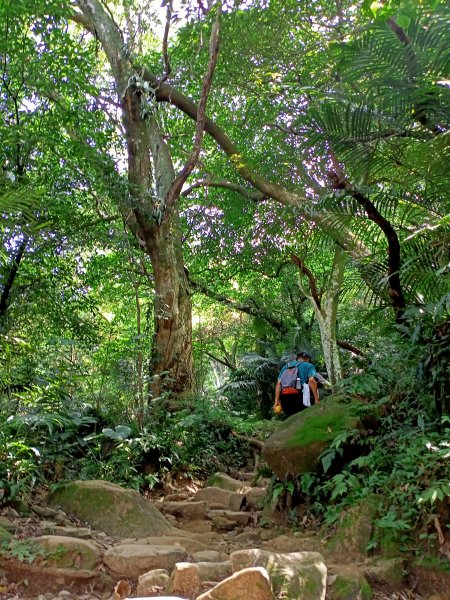 《桃園溪洲山、新溪洲山-原始幽靜、土石紛陳》【小百岳集起來】 #23 溪洲山步道(福山巖登山步道)1868560