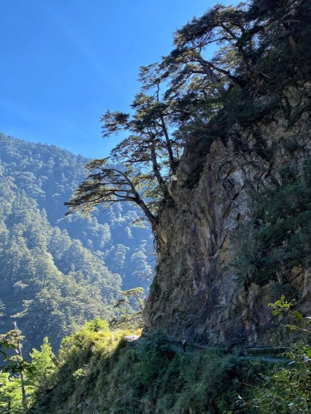 合歡溪步道慢遊 福壽山農場賞秋櫻1462157