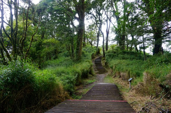 檜山巨木森林步道481471