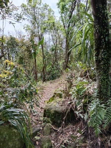 蛇子形古道+柴寮古道2754233