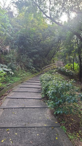 2025-0204 鶯歌_大凍山_三角埔頂山_迴龍2707983