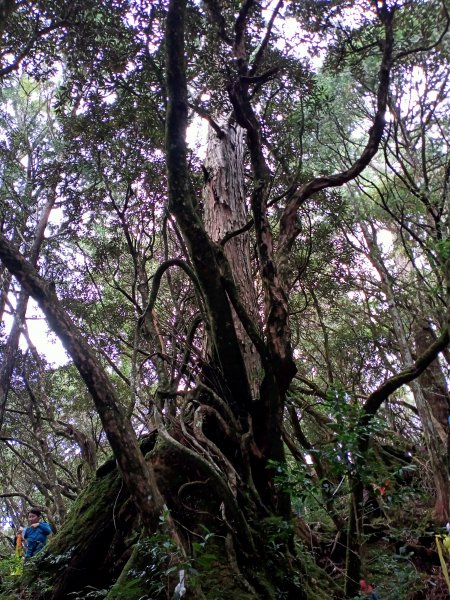 塔曼山：新北市第一高峰之樹的國度1860926