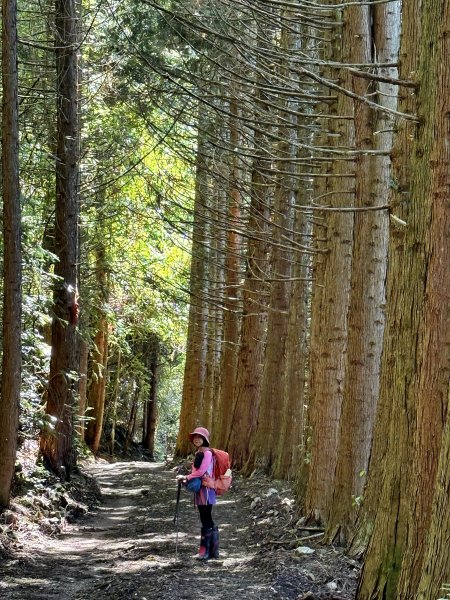 大雪山林道-屋我尾山O繞 202506152816274