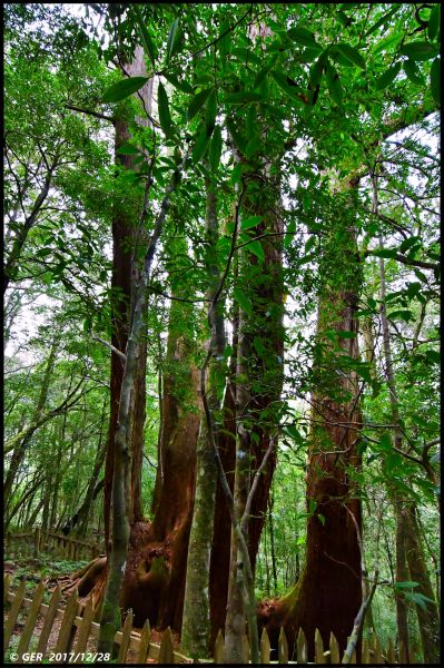 千年的對話~鎮西堡巨木森林 B區234444