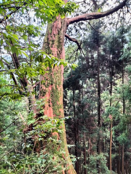 檜山巨木群步道2250295