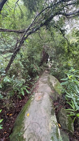 大雨後🙄2845397