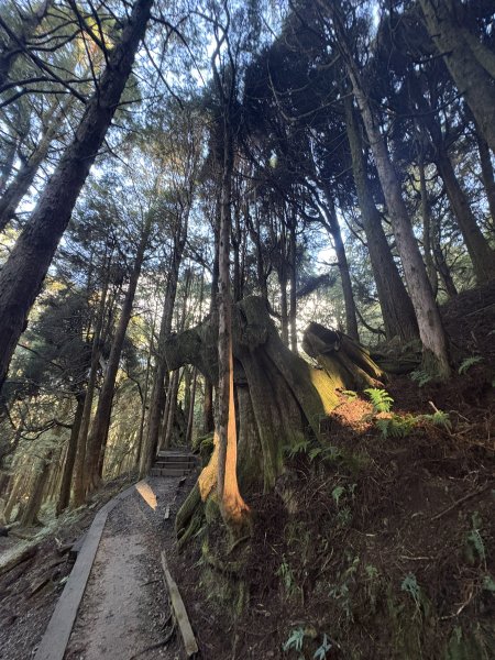 20251225塔山步道(大塔山)2970310